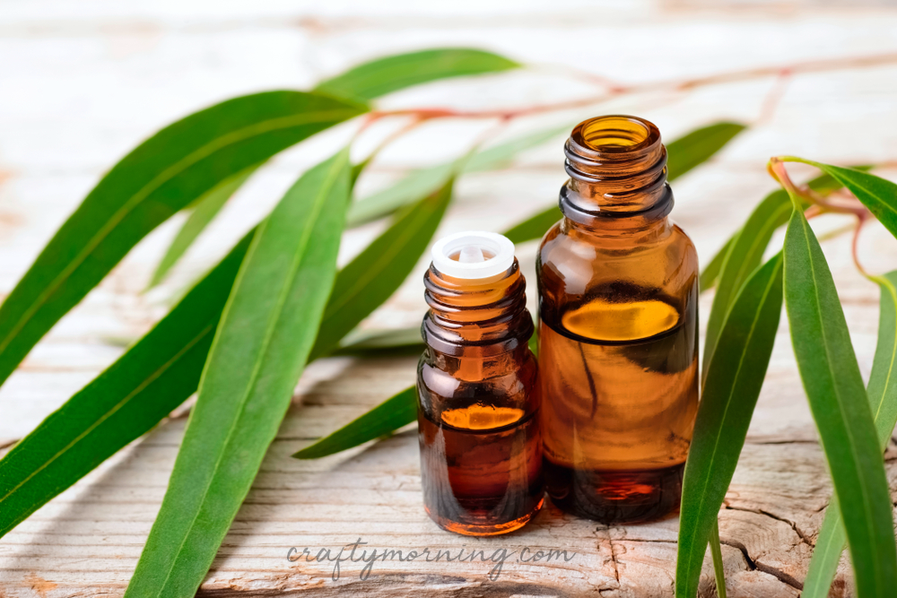 Eucalyptus Oil Benefits