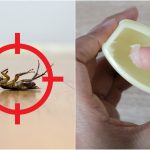 10 Simple Ways to Get Rid of Cockroaches From Your Home