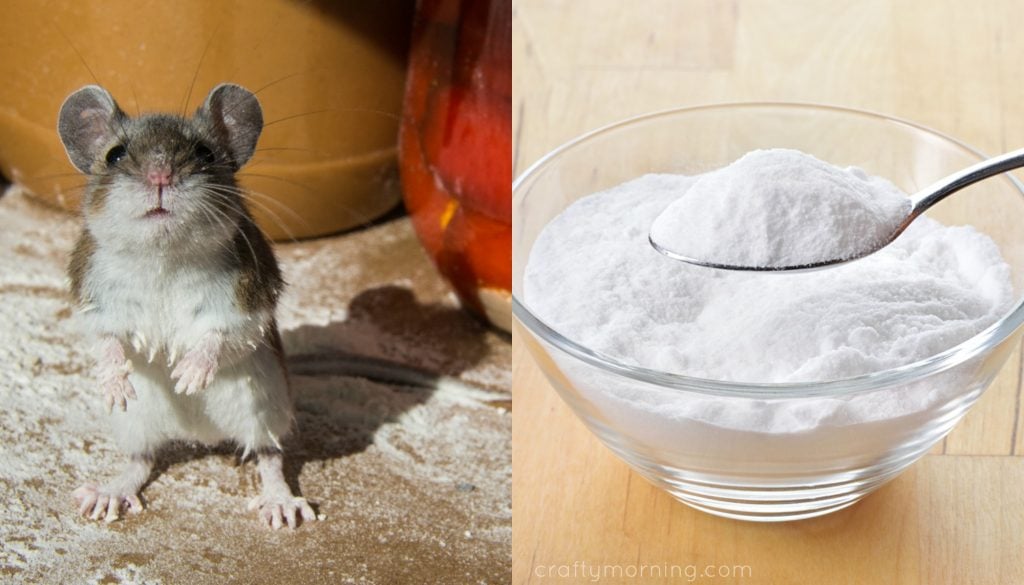 12 Clever Ways to Drive Mice and Rats Out of Your Home Crafty Morning