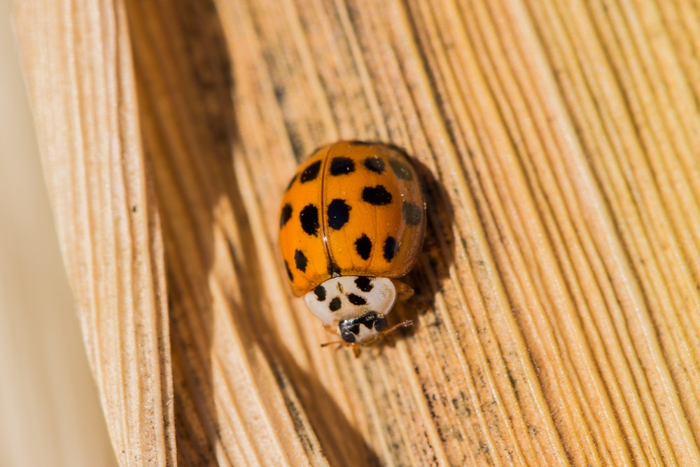 How to Get Rid of Asian Beetles