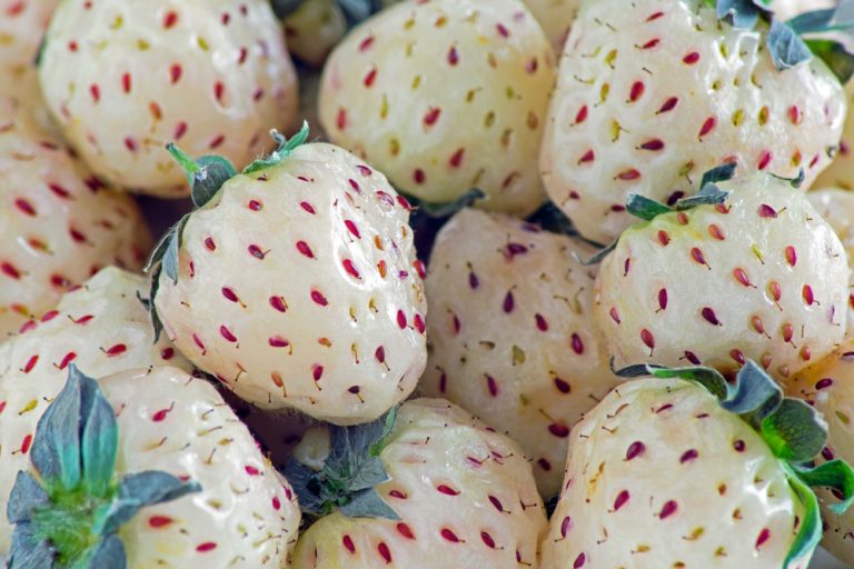 Pineberries Delicious strawberries that have a sweet pineapple flavor Crafty Morning