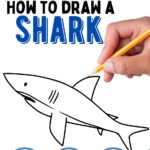 How to Draw a Shark (Easy Step by Step)