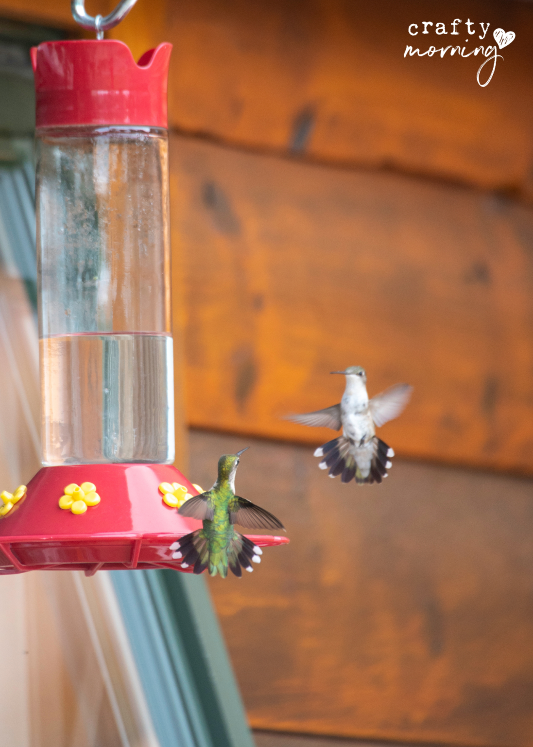 Homemade Hummingbird Nectar Recipe Crafty Morning